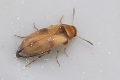 <i>Anaspis maculata</i>