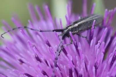 <i>Agapanthia</i>