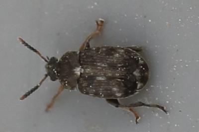 <i>Bruchus</i>