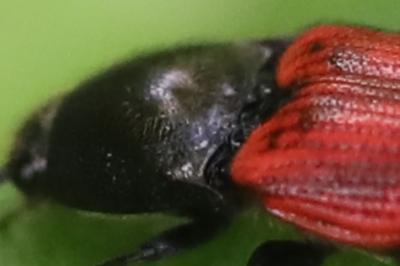 <i>Ampedus</i>