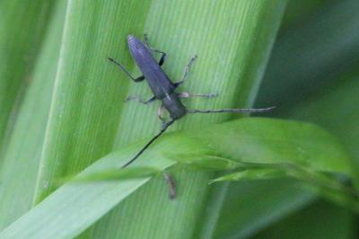 <i>Phytoecia cylindrica</i>
