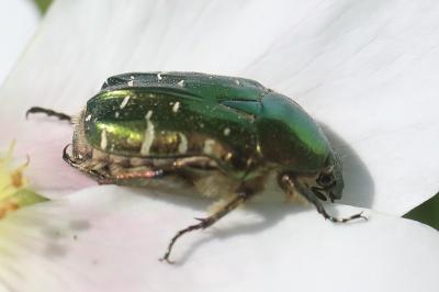<i>Cetonia aurata</i>