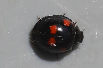 <i>Exochomus quadripustulatus</i>