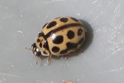 <i>Tytthaspis sedecimpunctata</i>