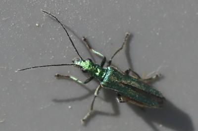 <i>Oedemera nobilis</i>