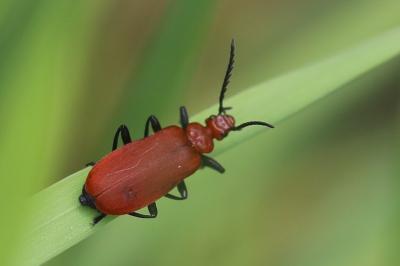 <i>Pyrochroa serraticornis</i>