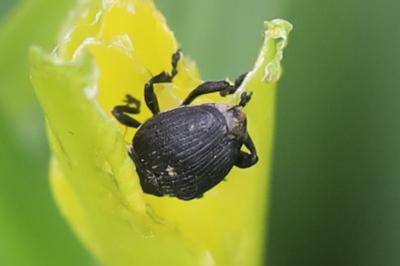 <i>Mononychus punctumalbum</i>