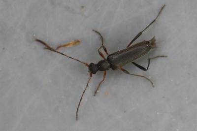 <i>Grammoptera ruficornis</i>