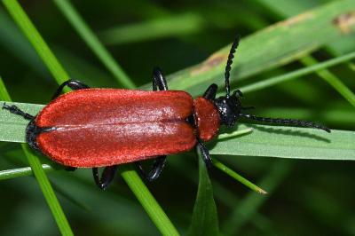<i>Pyrochroa coccinea</i>