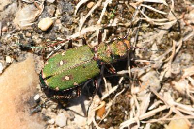<i>Cicindela campestris</i>