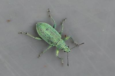 <i>Polydrusus planifrons</i>