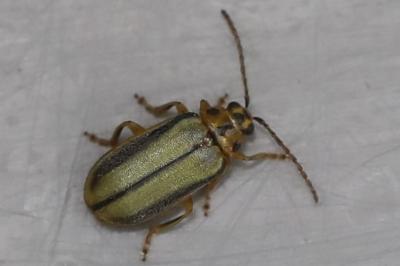 <i>Xanthogaleruca luteola</i>