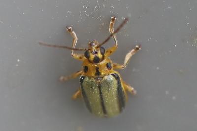 <i>Xanthogaleruca luteola</i>