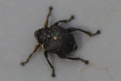 <i>Mononychus punctumalbum</i>