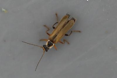 <i>Cantharis decipiens</i>
