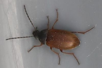 <i>Isomira murina</i>