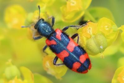 <i>Trichodes alvearius</i>
