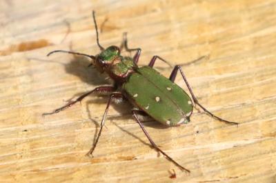 <i>Cicindela campestris</i>