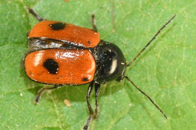 <i>Cryptocephalus bipunctatus</i>