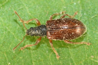 <i>Phyllobius oblongus</i>