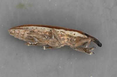 <i>Lixus</i>