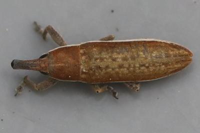<i>Lixus</i>
