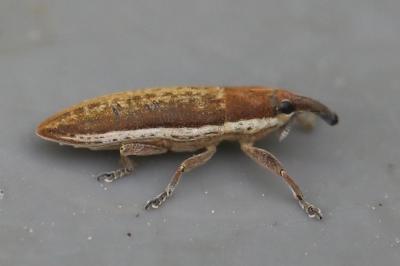 <i>Lixus</i>