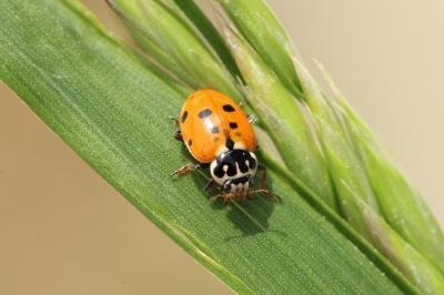 <i>Hippodamia variegata</i>