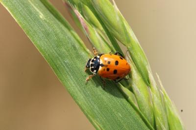 <i>Hippodamia variegata</i>