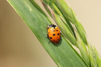 <i>Hippodamia variegata</i>