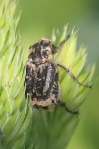 <i>Valgus hemipterus</i>