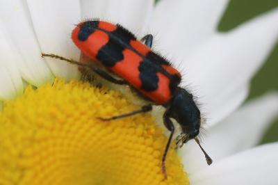 <i>Trichodes alvearius</i>
