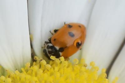 <i>Hippodamia variegata</i>