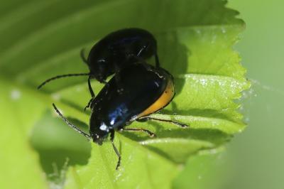 <i>Agelastica alni</i>