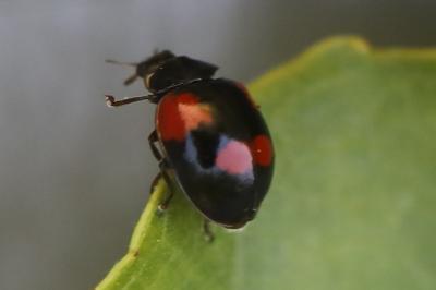 <i>Adalia bipunctata</i>