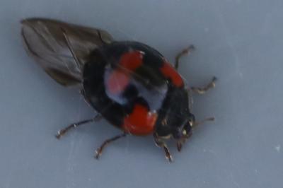 <i>Adalia bipunctata</i>