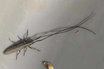 <i>Calamobius filum</i>