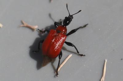 <i>Apoderus coryli</i>