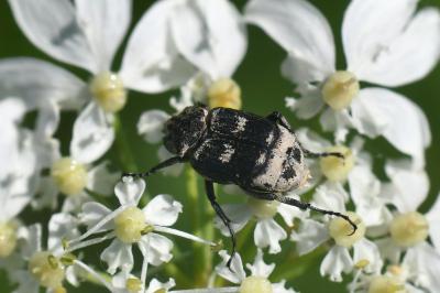<i>Valgus hemipterus</i>