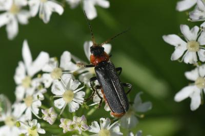 <i>Cantharis fusca</i>