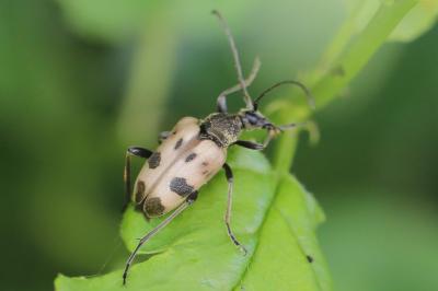 <i>Pachytodes cerambyciformis</i>