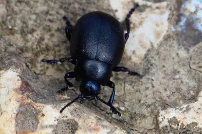 <i>Timarcha goettingensis</i>