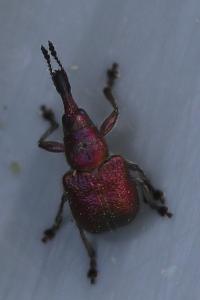 <i>Rhynchites auratus</i>