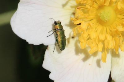 <i>Anthaxia nitidula</i>