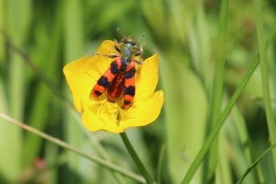 <i>Trichodes alvearius</i>