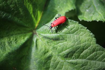 <i>Pyrochroa coccinea</i>