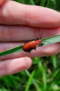 <i>Pyrochroa serraticornis</i>
