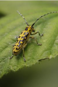 <i>Saperda scalaris</i>