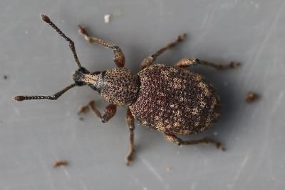 <i>Otiorhynchus veterator</i>