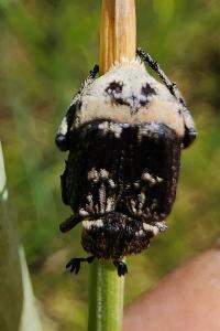 <i>Valgus hemipterus</i>